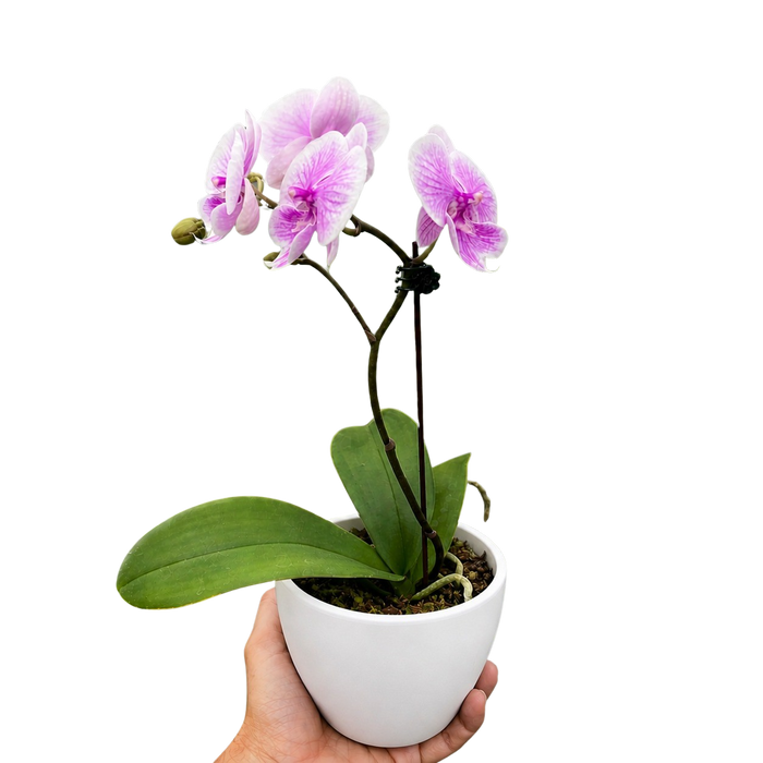 Orchid 'Light Pink Phalaenopsis'