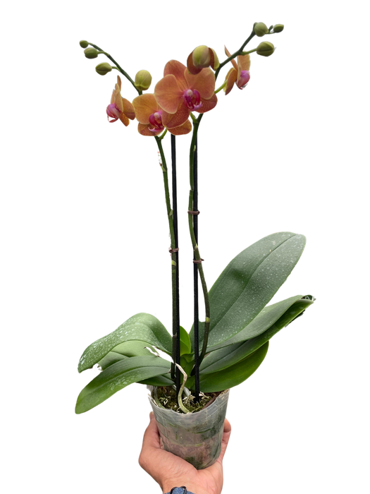 Orchid 'Orange Phalaenopsis'