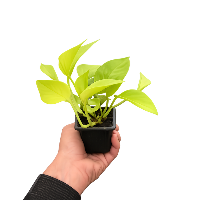 Pothos 'Neon'