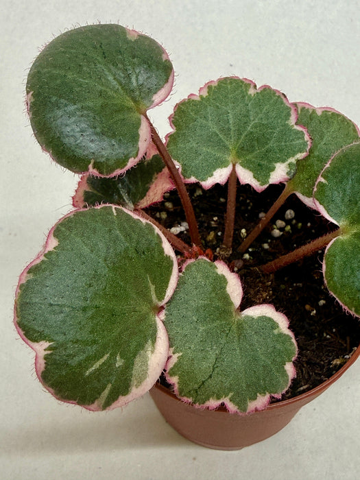 Saxifraga Tricolor
