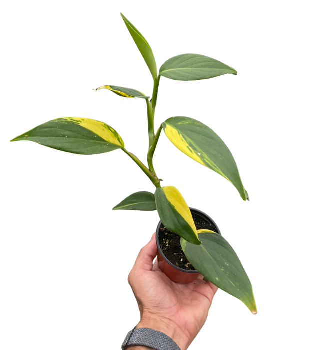 Scindapsus 'Coriaceus'