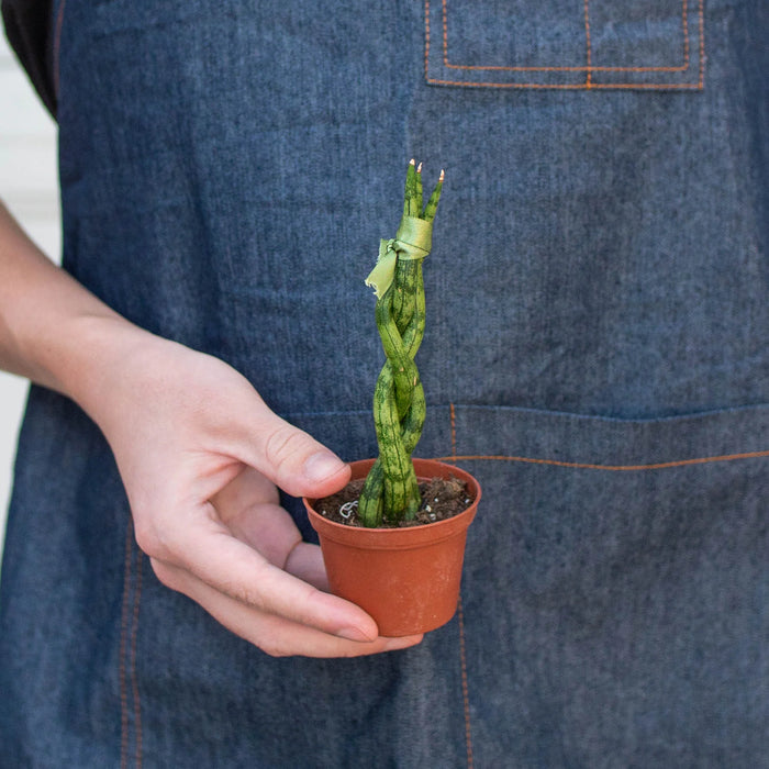 braided sansevieria plant Snake Plant Braided