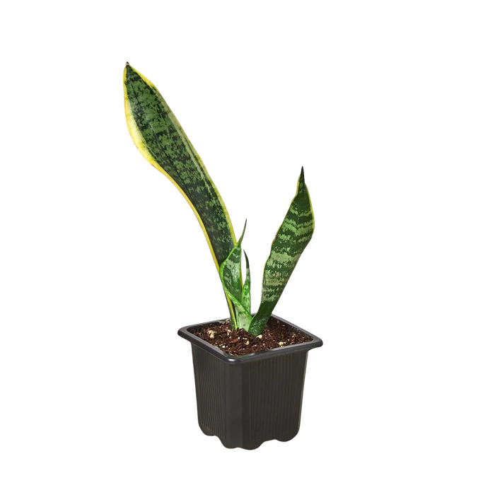 Snake Plant Laurentii