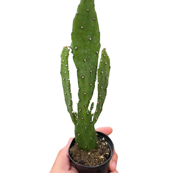 droopy prickly pear cactus Drooping Prickly Pear Cactus