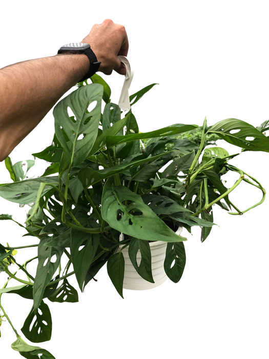 Monstera Adansonii 'Swiss Cheese'