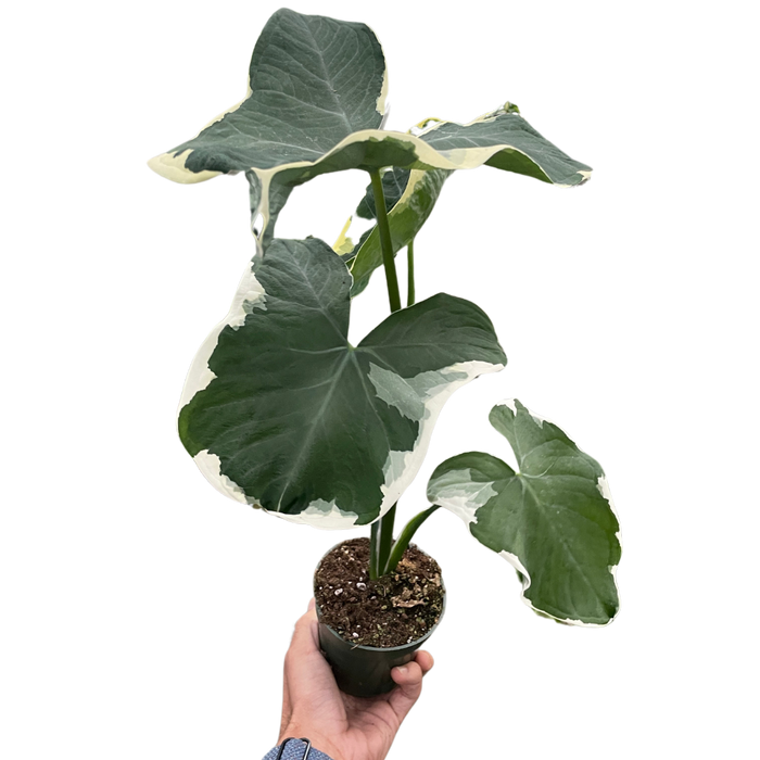 mickey mouse taro elephant ear plant Alocasia 'Mickey Mouse' (Xanthosoma sagittifolium 'Variegatum Monstrosum') | Indoor Plant | Tropical Plant | Potted Plant