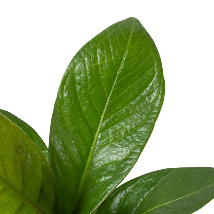 anthurium cobra plant Anthurium 'Cobra' | Indoor Plant | Tropical Plant | Potted Plant