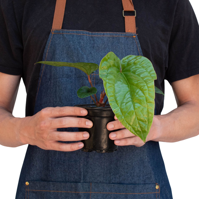 anthurium radicans Anthurium 'Radicans x Luxurians' | Indoor Plant | Tropical Plant | Potted Plant