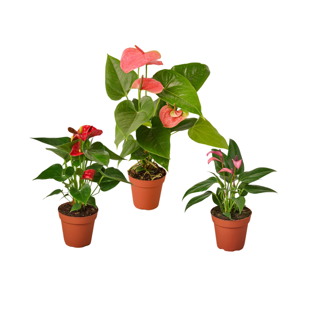 anthurium varieties images 3 Anthurium Variety Pack- All Different Colors - 4" Pots