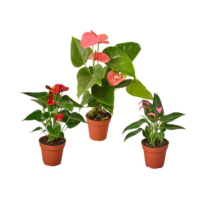 3 Anthurium Variety Pack- All Different Colors - 4" Pots