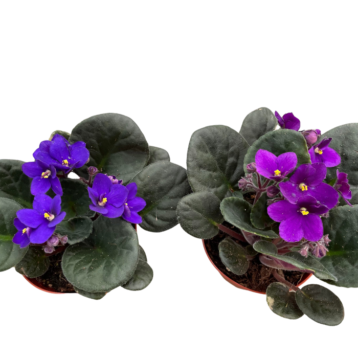 African Violet