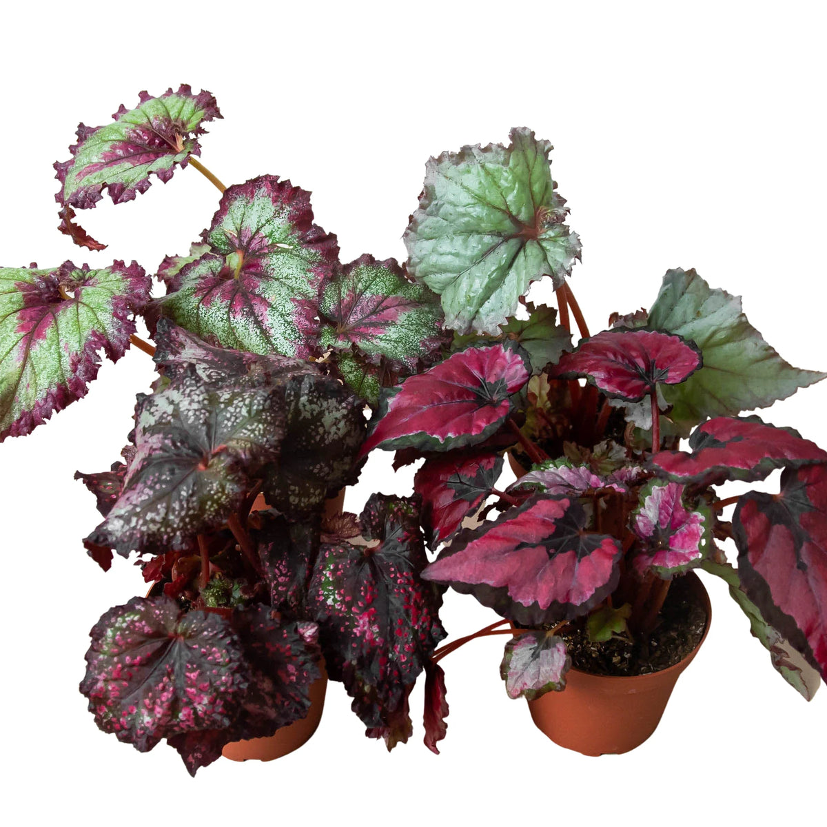 house plants begonia Begonia 'Rex' - 4 Pack Variety | Indoor Plant | Tropical Plant | Potted  Plant
