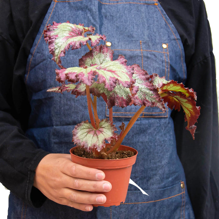 begonia rex indoor plant Begonia 'Rex' - 4 Pack Variety | Indoor Plant | Tropical Plant | Potted Plant