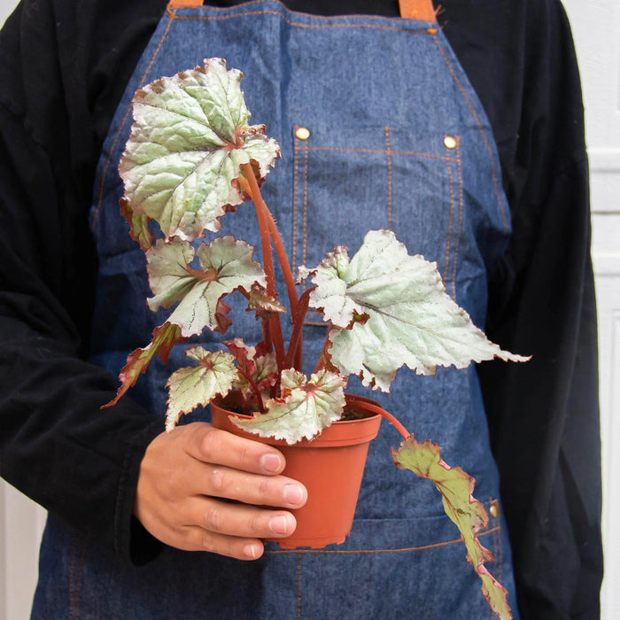 rex house plant Begonia 'Rex' - 4 Pack Variety | Indoor Plant | Tropical Plant | Potted Plant