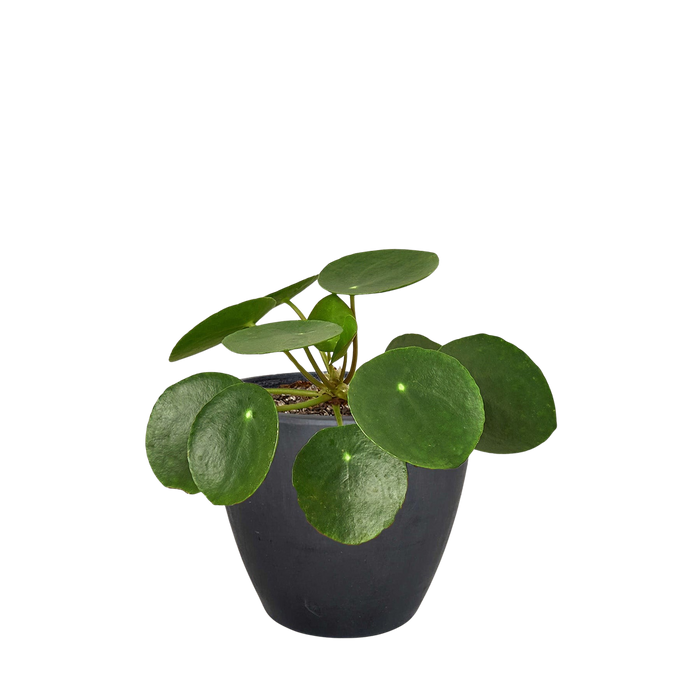Pilea Peperomioides 'Chinese Money'