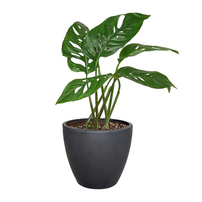 Monstera Adansonii 'Swiss Cheese'