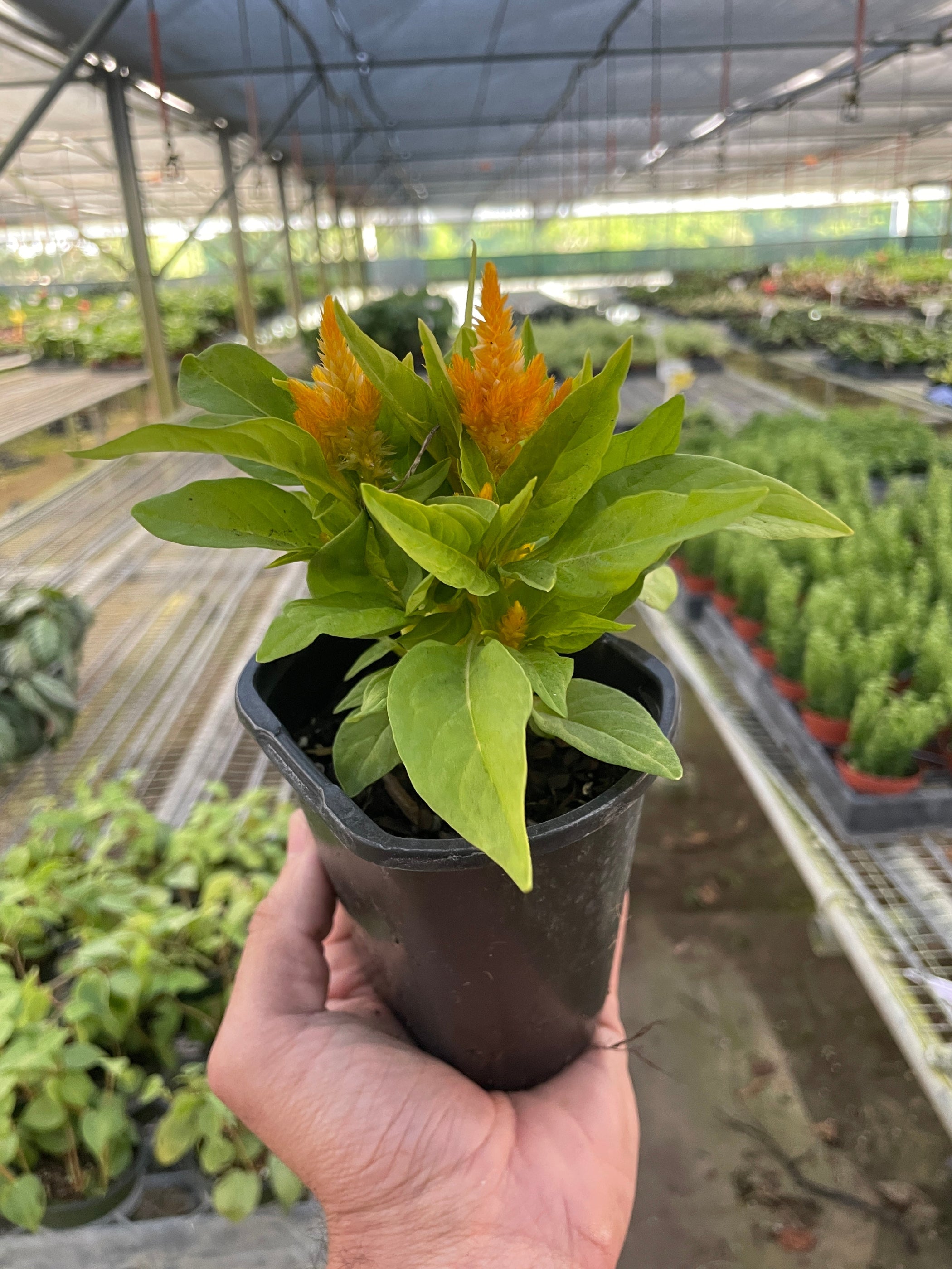 Celosia Indoor Plant Tropical Plant Potted Plant House Plant celosia-indoor-plant-tropical-plant-potted-plant-house-plant