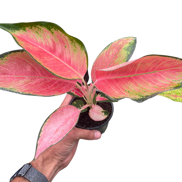 Chinese Evergreen 'Pink Pearl'