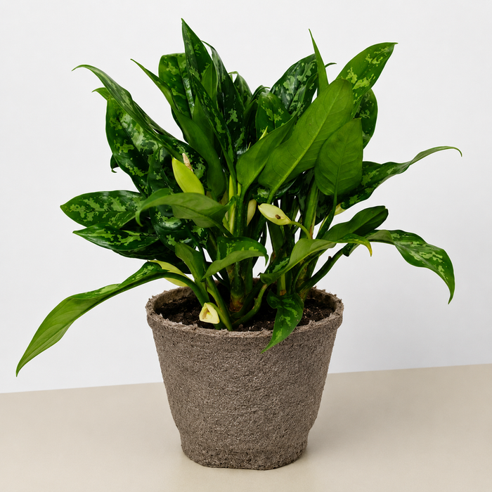Chinese Evergreen 'Maria'
