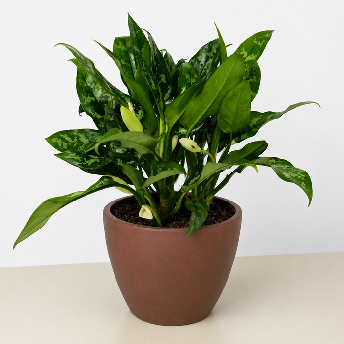 Chinese Evergreen 'Maria'