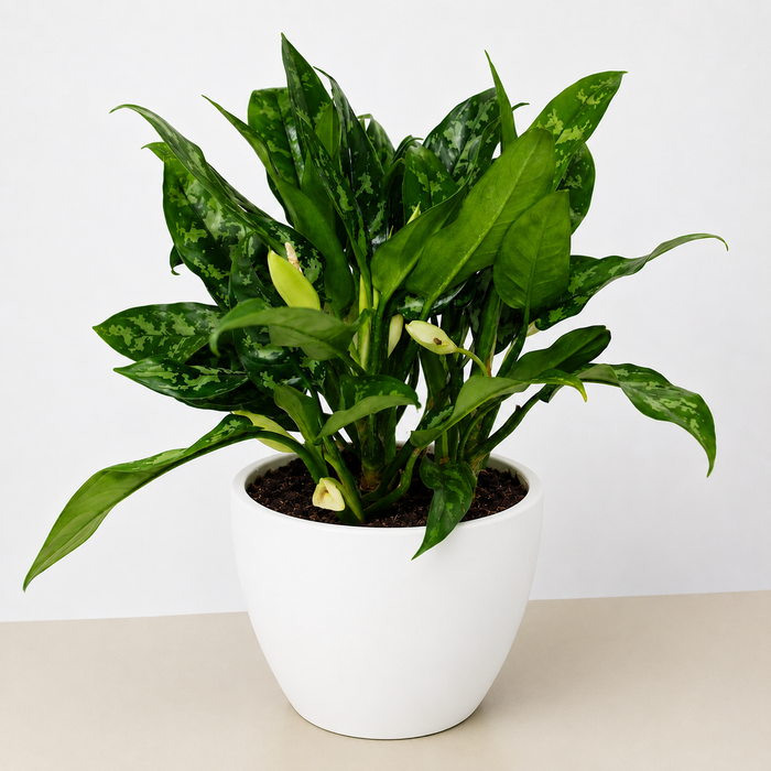 Chinese Evergreen 'Maria'