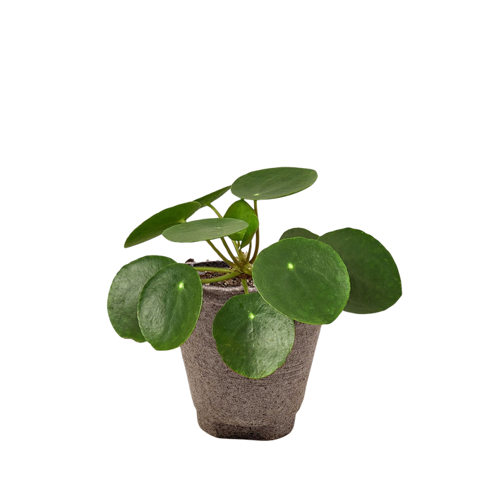 Pilea Peperomioides 'Chinese Money'