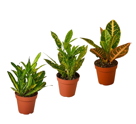 3 Croton Variety Pack / 4" Pot / Live Plant / House Plant