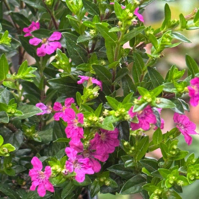  Cuphea Floriglory