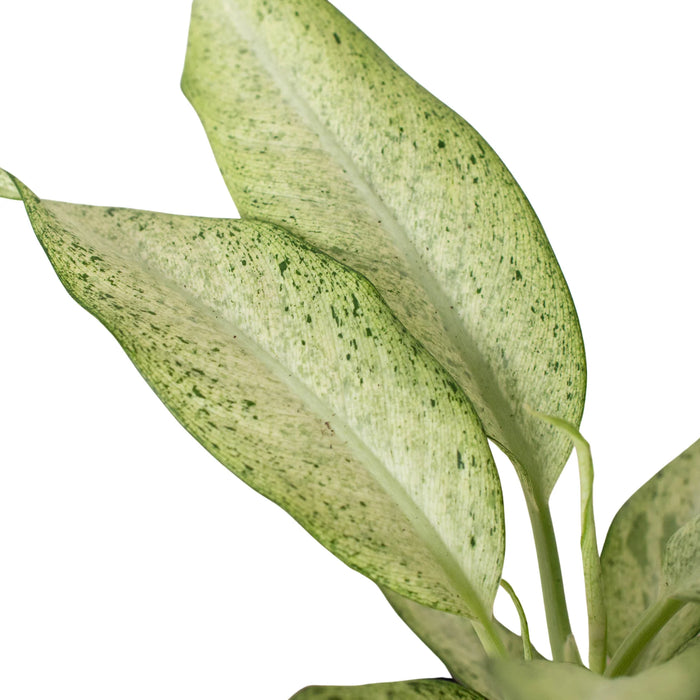 dieffenbachia camouflage Dieffenbachia 'Camouflage' | Indoor Plant | Tropical Plant | Potted Plant