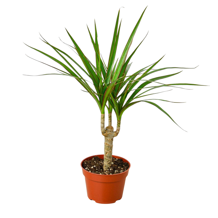 Dracaena 'Marginata Cane'