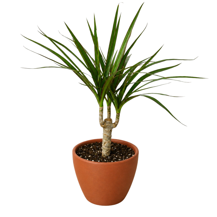 Dracaena 'Marginata Cane'