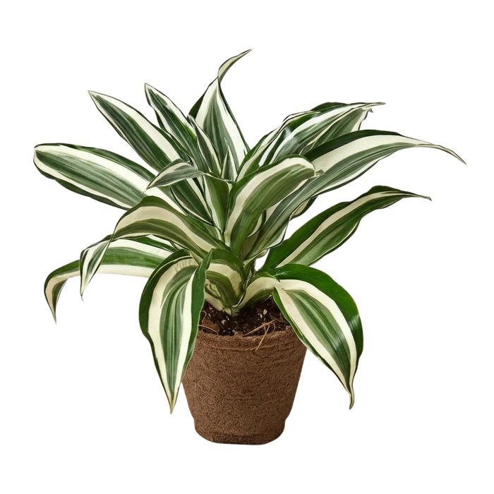 Dracaena 'Warneckii White Jewel'