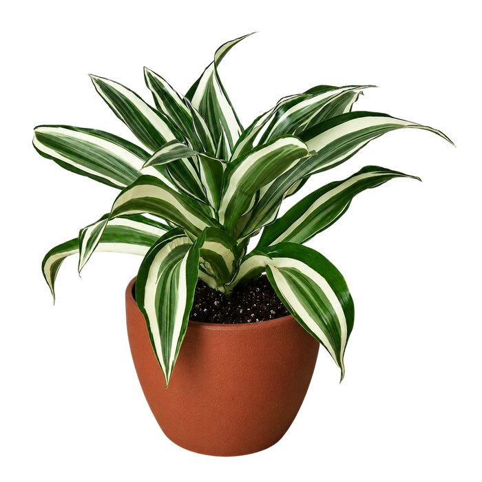 Dracaena 'Warneckii White Jewel'