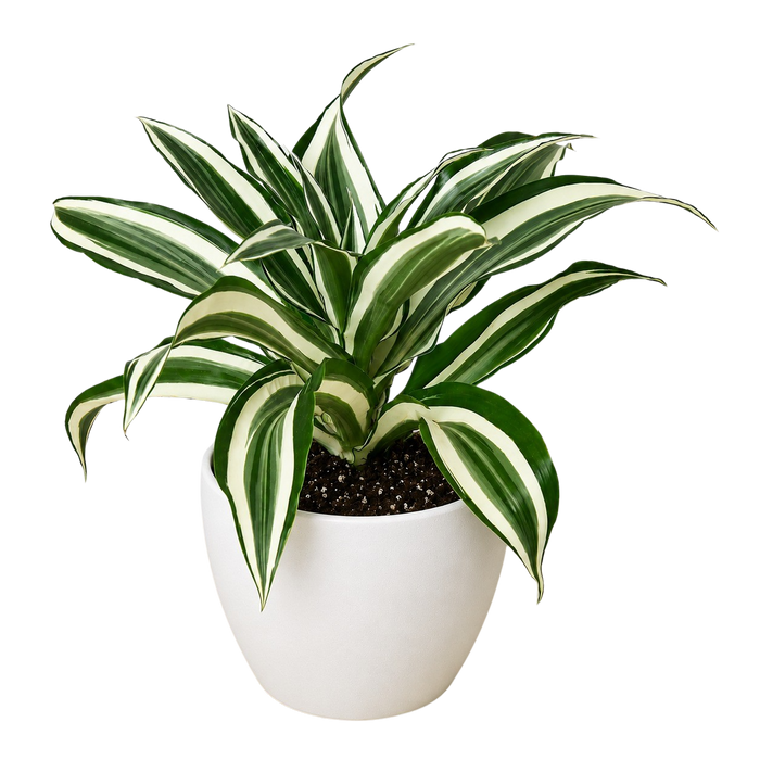 Dracaena 'Warneckii White Jewel'
