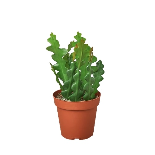 Epiphyllum 'Ric Rac' Cactus