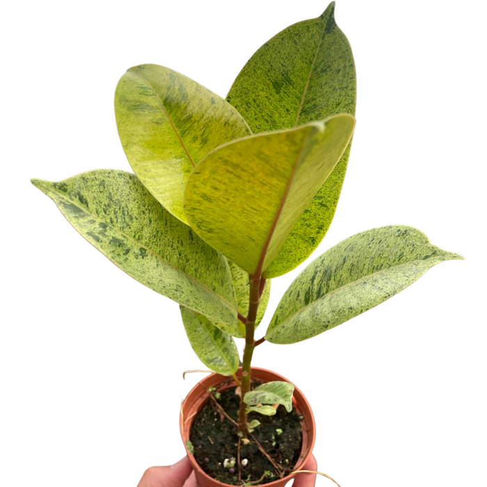 Ficus 'shivereana' (Moonshine)