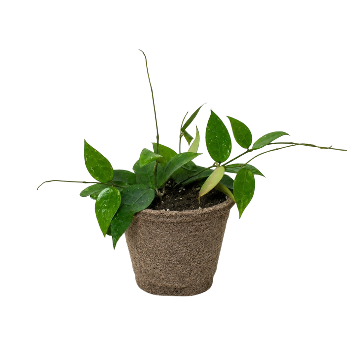 Hoya 'Black Margin'