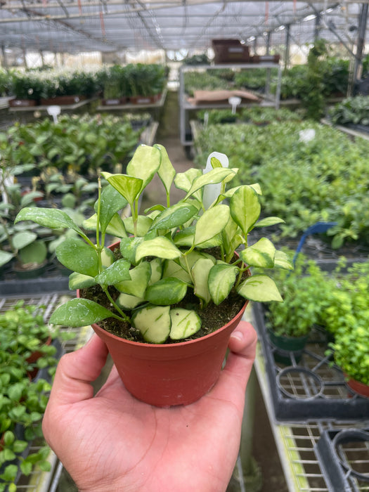 Hoya Heuschkeliana Variegated