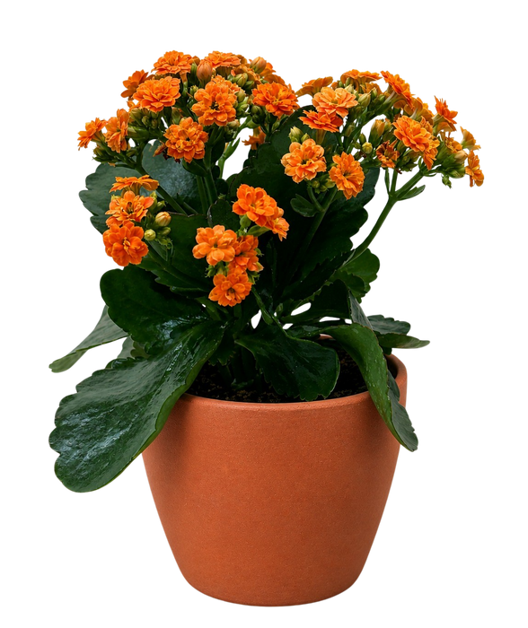 Kalanchoe 'Blossfeldiana'