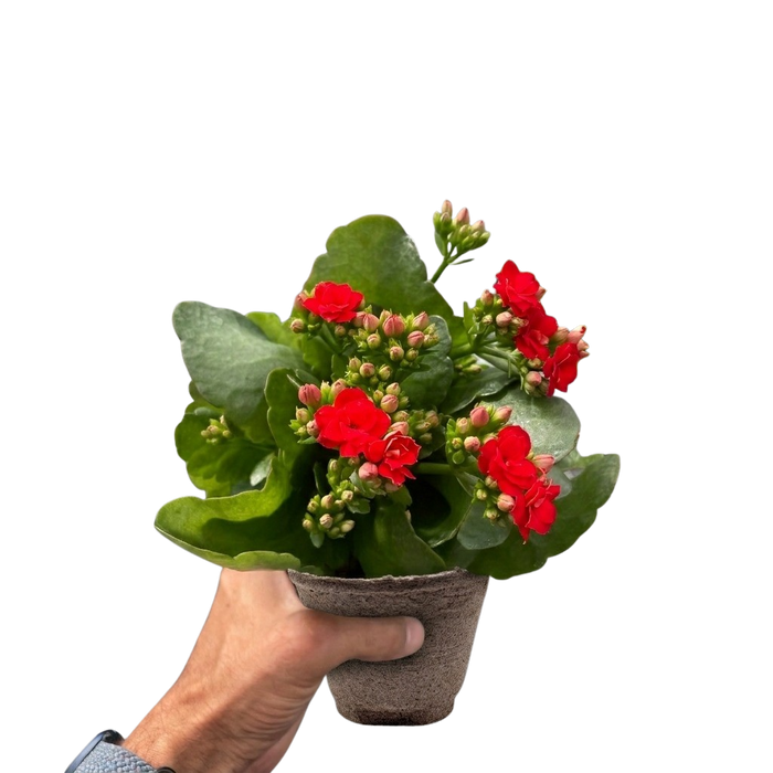 Kalanchoe 'Blossfeldiana'