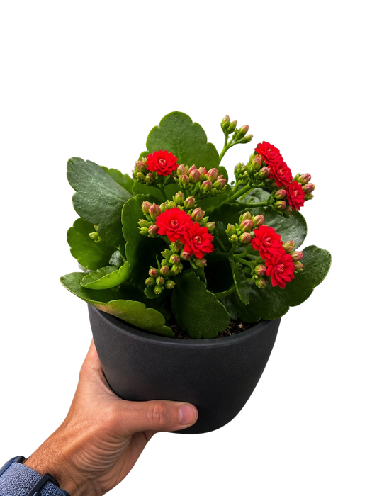 Kalanchoe 'Blossfeldiana'