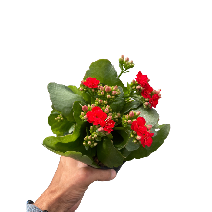 Kalanchoe 'Blossfeldiana'