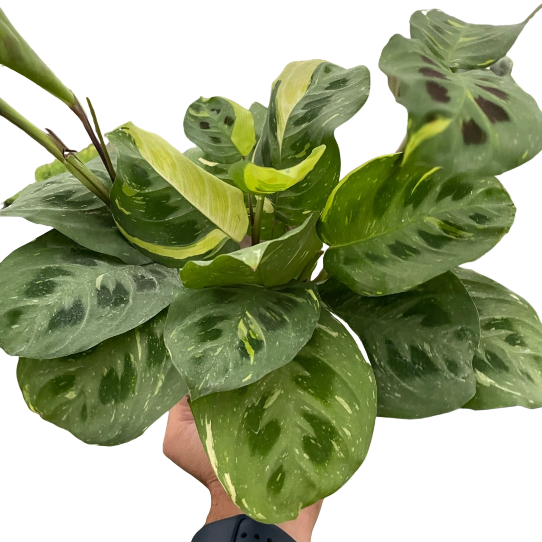 Maranta Variegated 'Beauty Kim' | House Plant Dropship