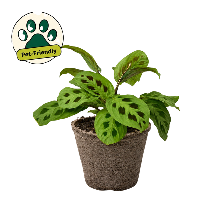 Maranta 'Leuconeura'