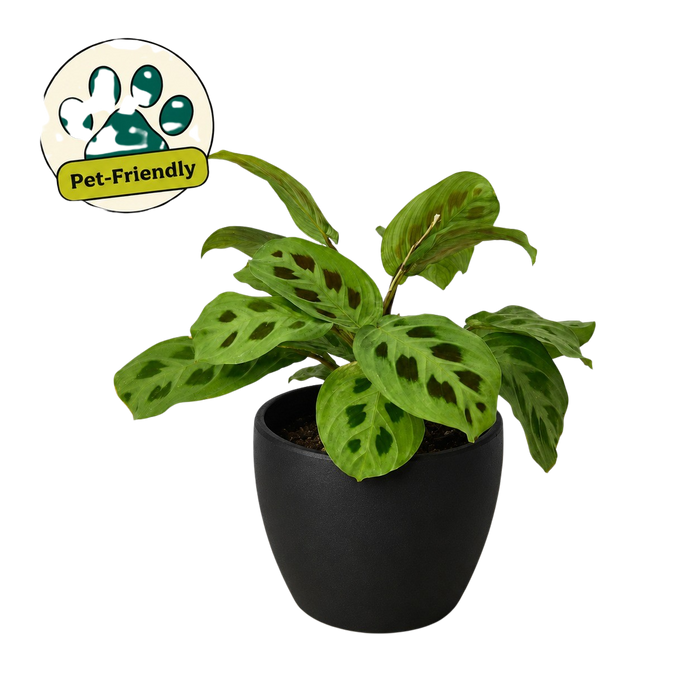 Maranta 'Leuconeura'