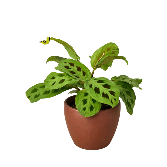 Maranta 'Leuconeura'