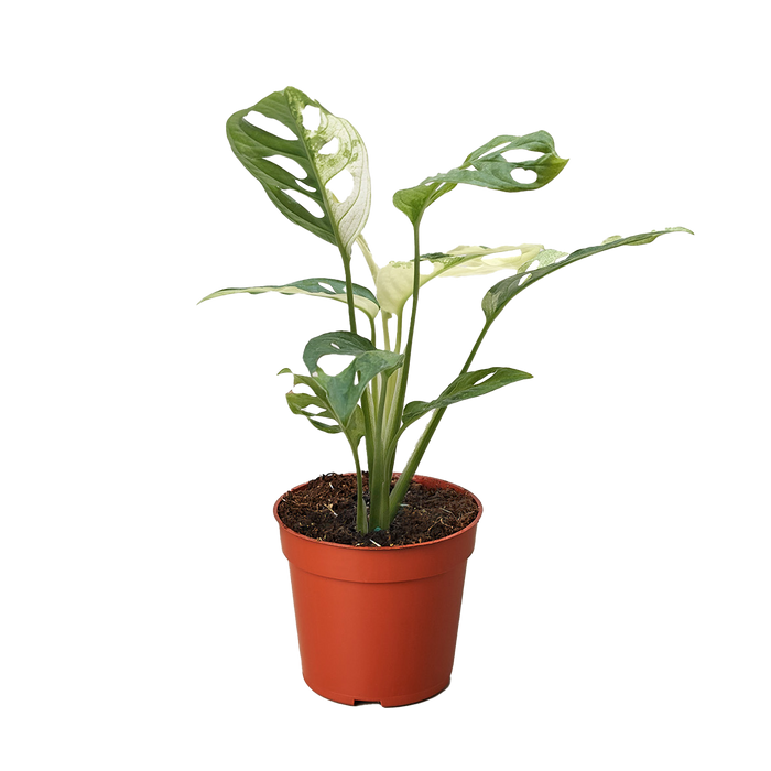 Monstera Adansonii 'Swiss Cheese Variegated'