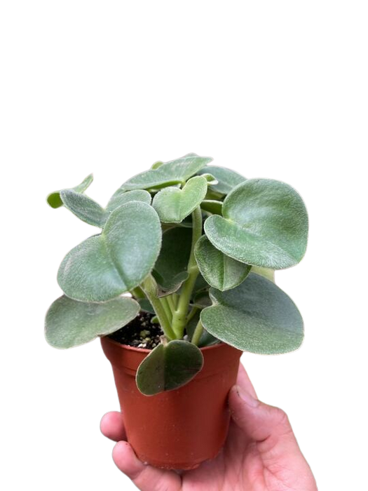 Peperomia 'Felted'