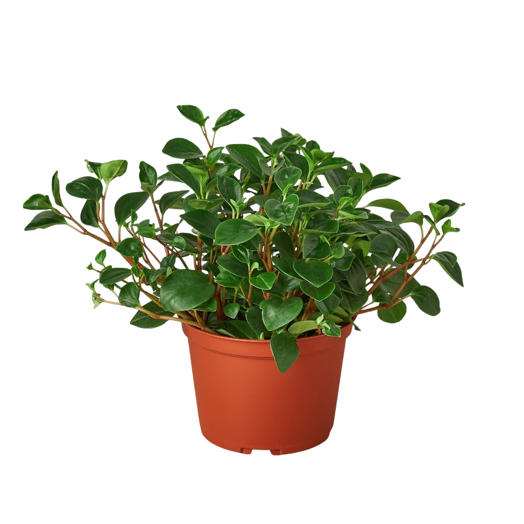 indoor plant with red stems Peperomia 'Glabella' | Indoor Plant | Tropical Plant | Potted Plant