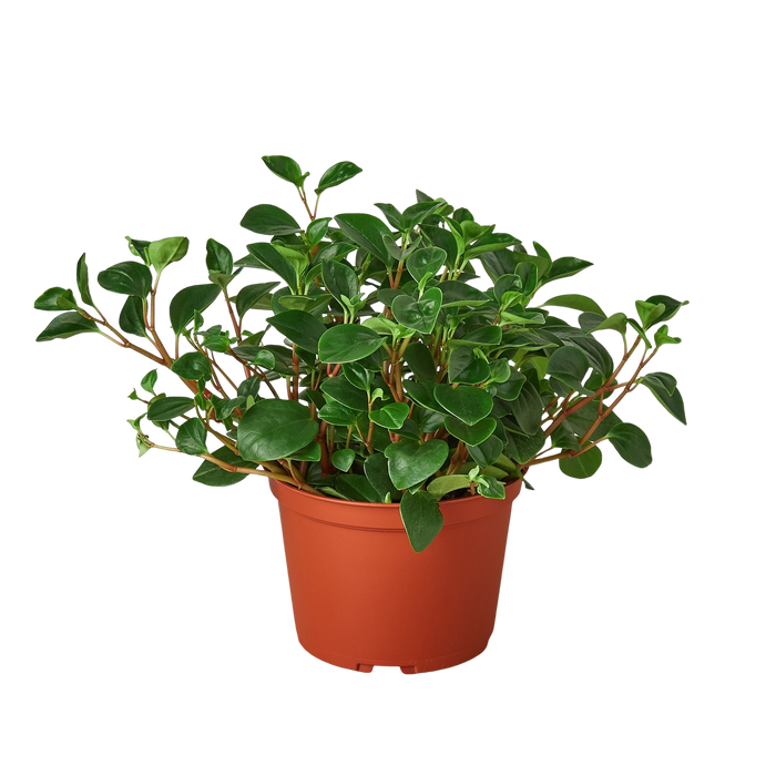 house plants peperomia Peperomia 'Glabella' | Indoor Plant | Tropical Plant | Potted Plant